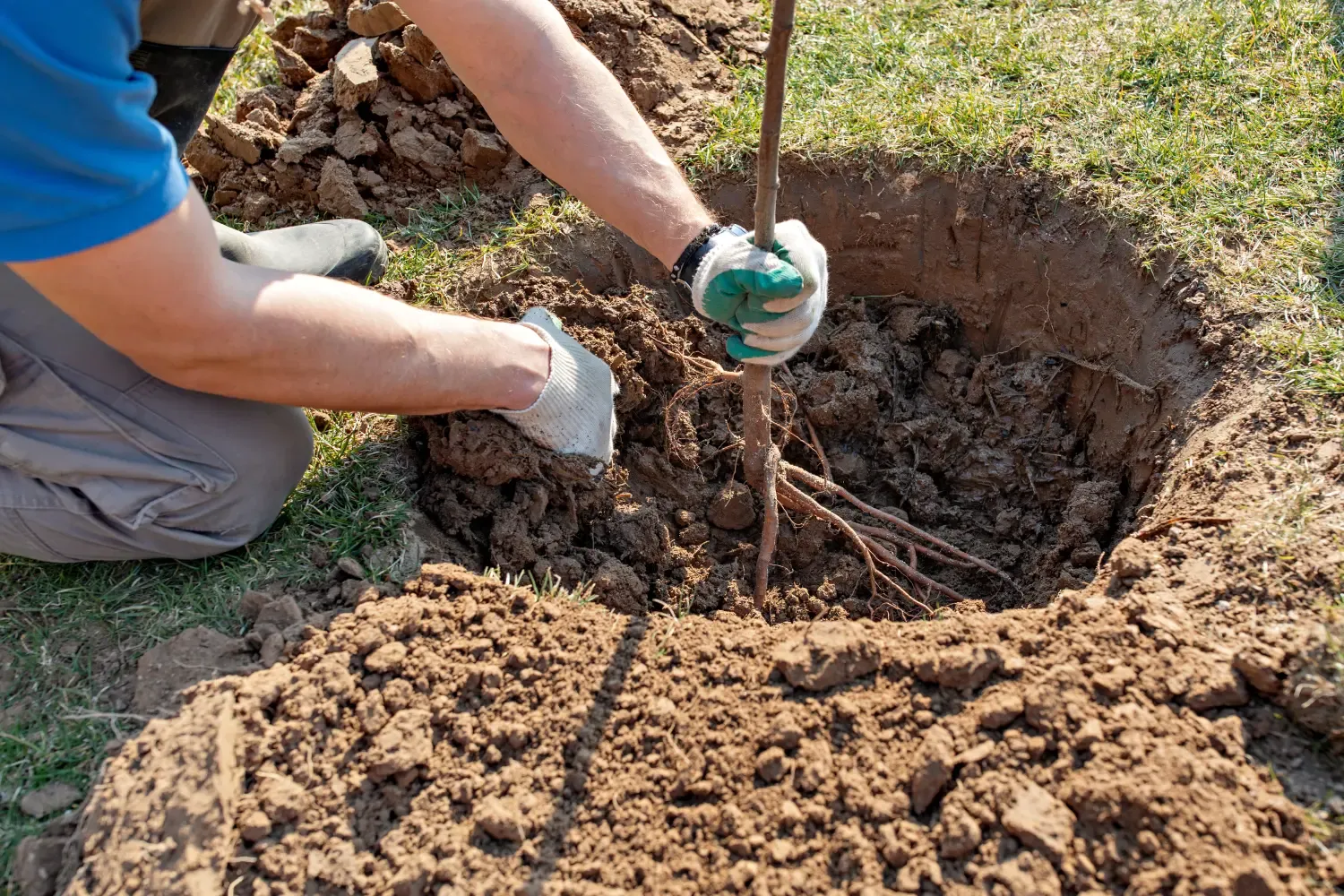 Gartenbau Brandenburg - Gartenarbeit - Mensch pflanzt Baum, Natur, Umwelt und Ökologiekonzept. Hände aus nächster Nähe